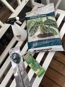 Omsorgspakke stueplanter